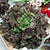 Loose Leaf Lettuce Seeds