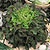 Oak Leaf Lettuce Seeds