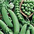Peas Seeds