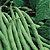 Pole Bean Seeds
