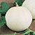 Pumpkin Seeds