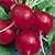 Radish Seeds