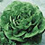 Romaine Lettuce Seeds