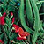 Runner Bean Seeds