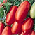 Sauce Tomato Seeds