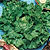 Summer Crisp Lettuce Seeds