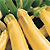 Summer Squash Seeds