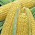 Sweet Corn Seeds