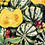 Winter Squash Seeds