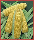 Bodacious Sweet Corn