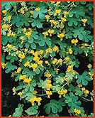 Canary Bird Vine