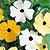 Black Eyed Susan Vine Seeds