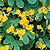 Canary Bird Vine Seeds