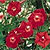 Cardinal Climber Seeds