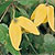 Clematis Seeds