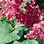 Coral Vine Seeds