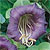 Cup and Saucer Vine Seeds