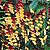 Firecracker Vine Seeds