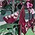 Hyacinth Bean Seeds