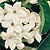 Madagascar Jasmine Seeds