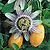 Passion Vine Seeds