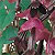 Purple Bell Vine Seeds