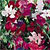 Sweet Peas Seeds