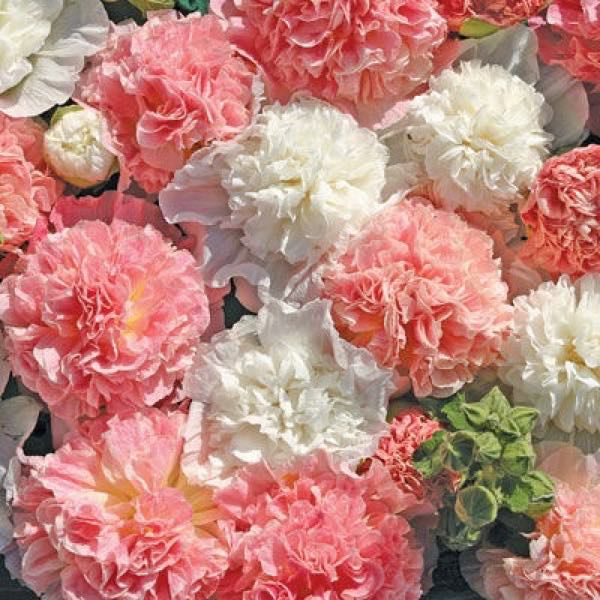 Hollyhock Bride's Bouquet. A mix of salmon pink and white double flowers. Biennial and perennial flower seeds.