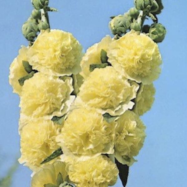 Hollyhock Golden Yellow. Fully double, large yellow flowers. Biennial and perennial flower seeds.