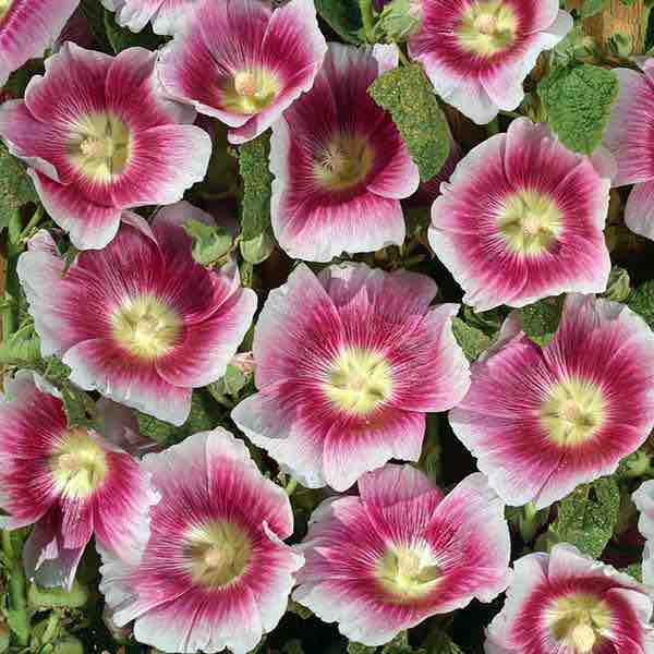 Hollyhock Halo Blush. Brilliant crimson flowers with white edges and yellow centers. Biennial flower seeds.