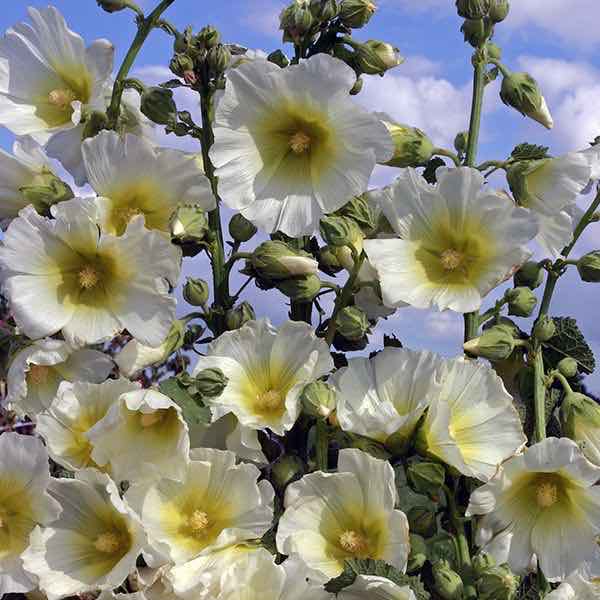 Hollyhock Halo White. Huge white flowers with yellow centers on 6 foot tall plants. Biennial flower seeds.