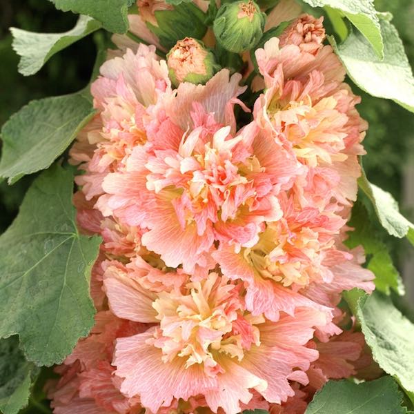 Hollyhock Spring Celebrities Apricot Alcea rosea. 3 foot tall plants. Flowers are ruffled, double in rich apricot shades.