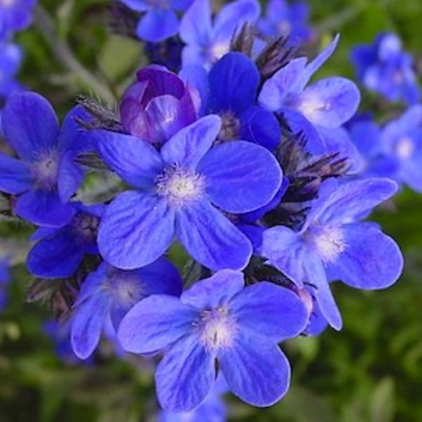 Anchusa Dropmore flowers are true blue - Perennial flower seeds.