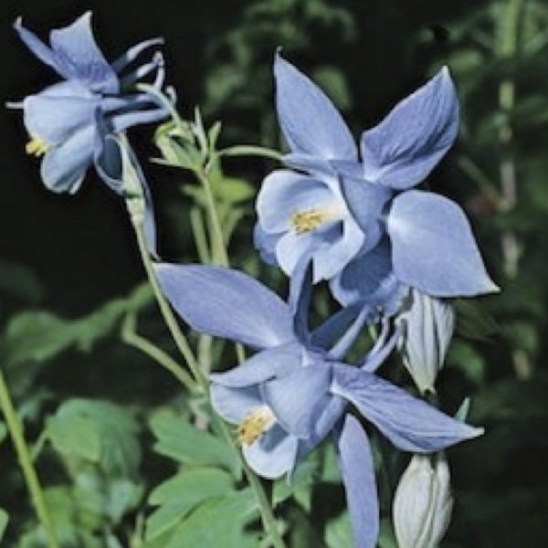 Alpine columbine