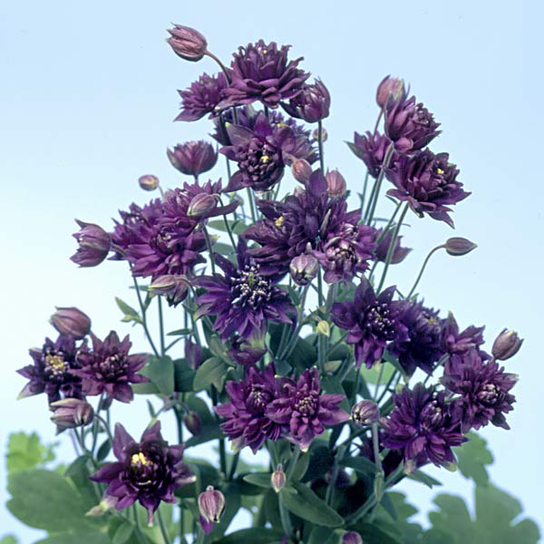 Clementine Dark Purple columbine