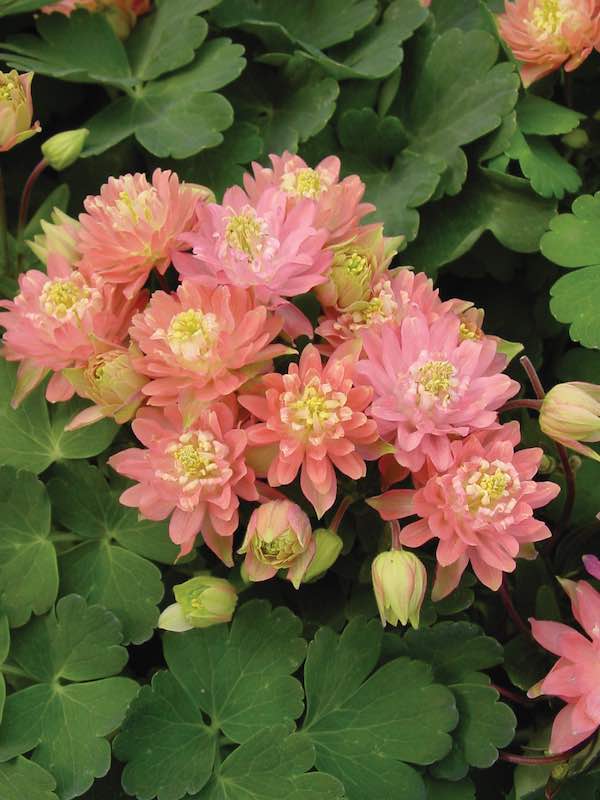Clementine Salmon Rose columbine.