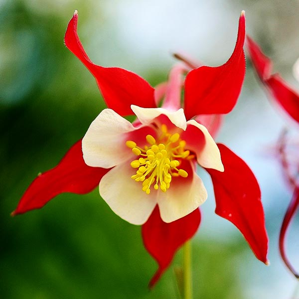 Crimson Star columbine with blooom fully open