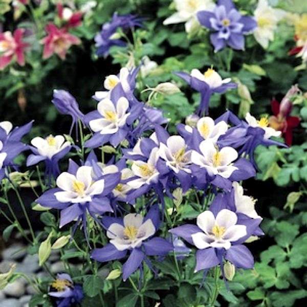 Origami Blue and White columbine.