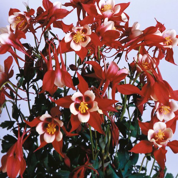 Red Hobbit columbine.
