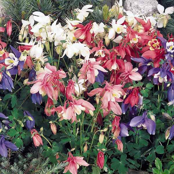 Spring Magic Mix columbine