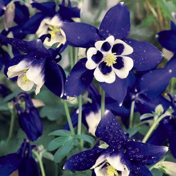 Spring Magic Navy and White columbine.