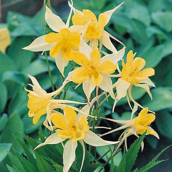 Yellow Star columbine.