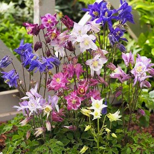 Biedermeier Mix columbine.