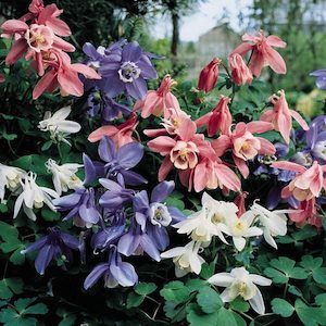 Cameo Mix columbine.