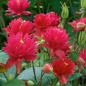 Clementine Red columbine.