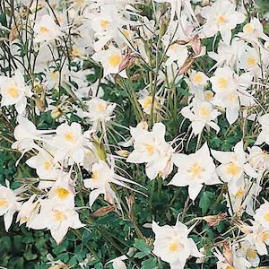 Crystal columbine.