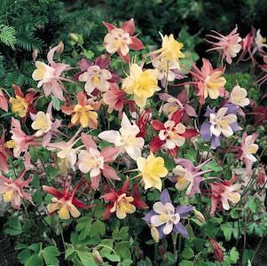Dragonfly Hybrids Dwarf columbine.