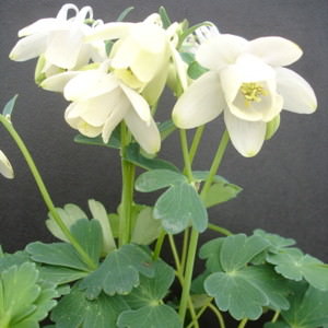 Dwarf White columbine.