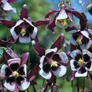 Magpie columbine.