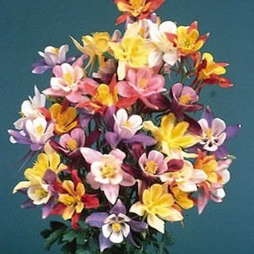 McKanna's Giant columbine.